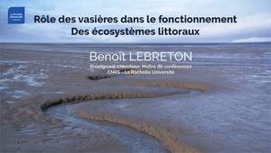 Rôle des vasières dans le fonctionnement des écosystèmes littoraux