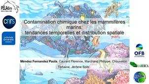 Contamination chimique chez les mammifères marins.