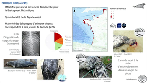 Echouages de mammifères marins sur les côtes de l’Atlantique, de la Manche-Mer du Nord et de l’outremer en 2020