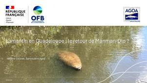 Lamantin en Guadeloupe : le retour de Manman-Dlo