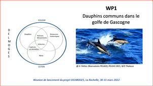 Présentation du WP1 : Dauphins communs dans le golfe de Gascogne