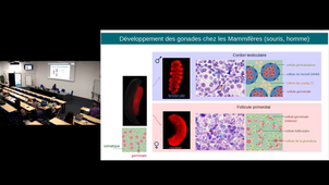 Déterminisme biologique du sexe
