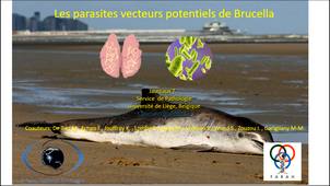 Résultats de nécropsies : parasites vecteurs potentiels de Brucella