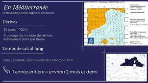 Probabilité de dérive des carcasse de cétacés en Méditerranée estimée par le modèle MOTHY
