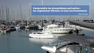 Comprendre les écosystèmes portuaires : les organismes filtreurs et leur environnement