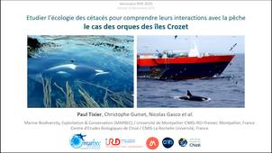 Conférence publique : Comprendre l'écologie des cétacés pour réduire leurs conflits avec les activités humaines: cas des orques des îles Crozet