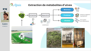 Extraction de métabolites d'ulves