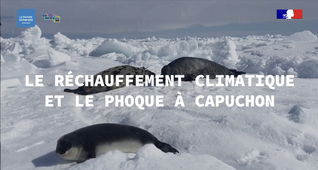 Le réchauffement climatique et le phoque à capuchon