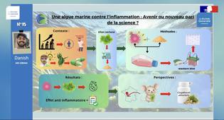Une algue marine contre l'inflammation : avenir ou nouveau pari de la science ?
