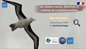 Les oiseaux marins, détectives et victimes de la pollution marine