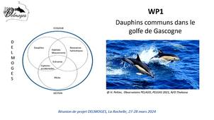 WP1 Dauphins communs dans le golfe de Gascogne