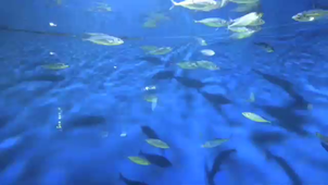 The life of a fish