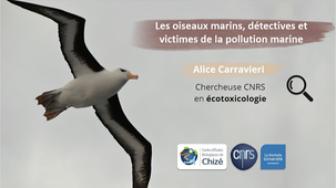 Les oiseaux marins, détectives et victimes de la pollution marine