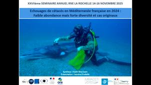 Les échouages sur les côtes françaises en 2024 : Méditerranée