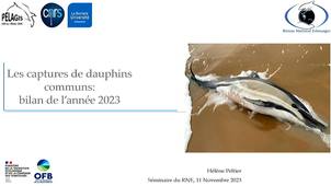 Bilan hiver 2022-2023 pour le dauphin commun.