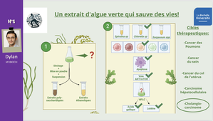 Un extrait d'algue verte qui sauve des vies !