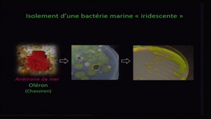 Formes, échelle, couleurs : les bactéries iridescentes