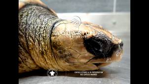 Suivi des tortues marines sur la façade MancheAtlantique