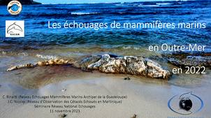 Les échouages sur les côtes françaises en 2022 : Outre Mer.