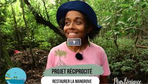 capsule 1 : projet RECIPROCITE de renaturation de la mangrove