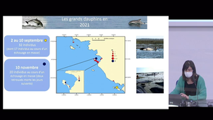Echouage inhabituels de rorquals communs et de grands dauphins en Atlantique