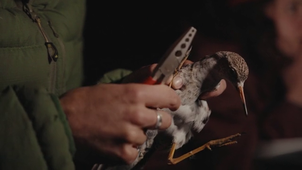 LA RECHERCHE AU SERVICE DES OISEAUX LIMICOLES de l'Europe au littoral charentais