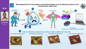 Développement d'un biocapteur nanotechnologique pour la détection précoce des contaminants dans l'eau